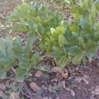 پیاز کرفس کوهی|خدمات باغبانی و درختکاری|شهرکرد, |دیوار