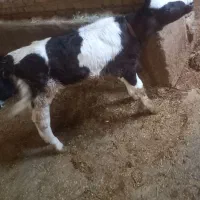 گاو شیری‌باگوساله‌نر