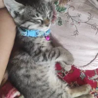 سه تا پیشوی خوشگل یدونه ماده دو تا  نر خاکستری|گربه|ورامین, ورامین|دیوار