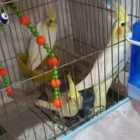 عروس هلندی دوماهه