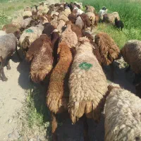 51عددمیش بره دار. نسیه