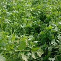 سبزی دزفول تمیز و سالم