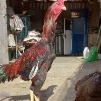 خروس لاری سالم