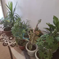 گل وگیاه طبیعی|گل و گیاه طبیعی|یاسوج, |دیوار