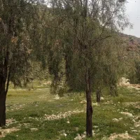 فروش زمین۱۴۰متری شاپورجان