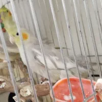 عروس هلندی|پرنده|ساوه, |دیوار