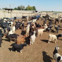 حیوانات مزرعه