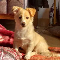 سگ نر اشپیتز سه ماهه (لیون)