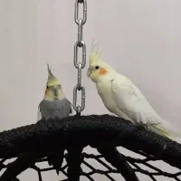 جفت عروس هلندی