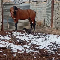 اسب کره سالار