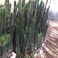 کاکتوس عمده