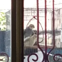 یک جفت عروس هلندی مولد|پرنده|رومشکان, |دیوار