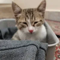 واگذاری گربه