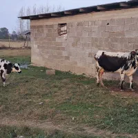 گاو دورگ محلی حامله همراه گوساله نر دورگ سیاه سفید|حیوانات مزرعه|ماسال, |دیوار