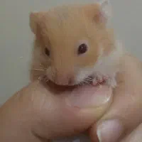 واگذاری همستر (رایگان )