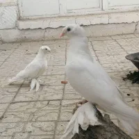 کبوتر راعبی دوکاکله پا پر بلند کربلایی سفید مور|پرنده|اصفهان, تخت فولاد|دیوار