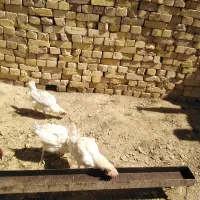 مرغ تخم گذار