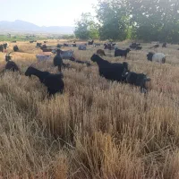 بز کهره دار