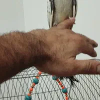 دوتا عروس هلندی سه ماه|پرنده|رباطکریم, شترخوار|دیوار