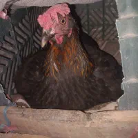 مرغ سیاه  کرک. کرچ