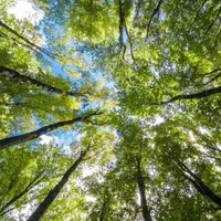 فروش زمین ۱۲۰۰ متری ، نیایش