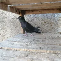 کبوتر دمگیر دوبحر واصفهانی 1/500|پرنده|خمینیشهر, |دیوار