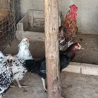 تعداد 15 عدد تخم مرغ گلین تازه|خوردنی و آشامیدنی|برازجان, |دیوار