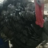 بوقلمون نر|حیوانات مزرعه|مشهد, هدایت|دیوار