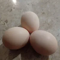 تخم مرغ نطفه دار از نژاد برهما هرعدد22000تومان|حیوانات مزرعه|نیریز, |دیوار