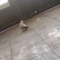 کبوتر به شرت