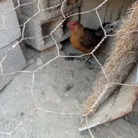 گمشده به آگهی توجه کنید