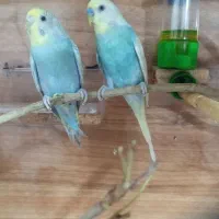 جفت مرغ عشق