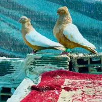 جفت سینه زرد چشم نوک سفید درجه یک