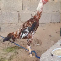 خروس پر مرغی