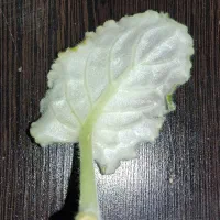 فروش قلمه گل کم نظیر و زیبا بنفشه آفریقایی(برگ گل)|گل و گیاه طبیعی|بجنورد, |دیوار