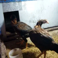 لاری خروس و مرغ|حیوانات مزرعه|مراغه, |دیوار