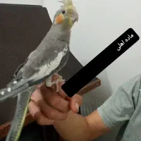 عروس هلندی (جفت) سالم ( هر دو فقط ۹۰۰ هزار تومان)