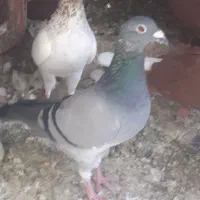 سه عدد کبوتر ماده پلاکی خوش زات