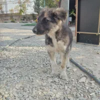 سگ میکس ژرمن هاسکی