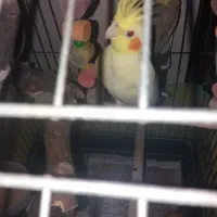 عروس هلندی با قفس