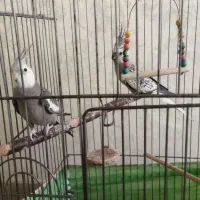 عروس هلندی مولد|پرنده|اسلام‌شهر, شهرک قائمیه|دیوار