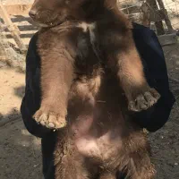 توله قدریجون اصیل|سگ|بندرعباس, |دیوار