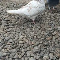 کبوتر کاکولی سروکله دار