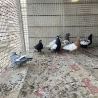 کبوتر سینه|پرنده|داراب, |دیوار