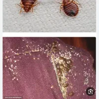 سمپاشی حشرات سم پاشی ساس سوسک تضمینی|خدمات نظافت|قم, انسجام|دیوار