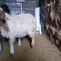 کاور|حیوانات مزرعه|زاگرس, |دیوار