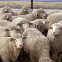 گوسفند میخوام