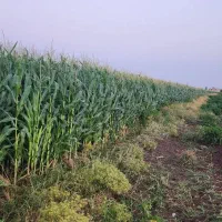 فروش ذرت علوفه
