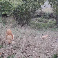 خروس ۶ ماهه امپراطور|حیوانات مزرعه|رودبار, |دیوار