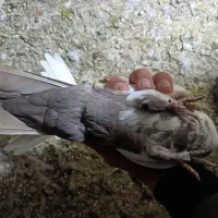 کبوتر|پرنده|بروجرد, |دیوار